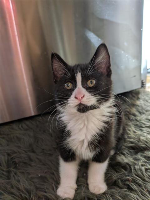 Miso