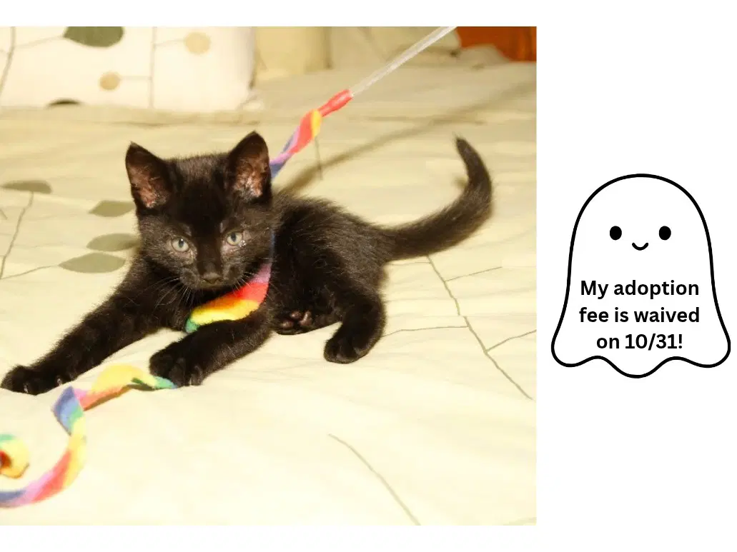 Trick - Domestic Short Hair