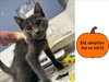 DRACULA* — Santa Cruz, CA Adoption