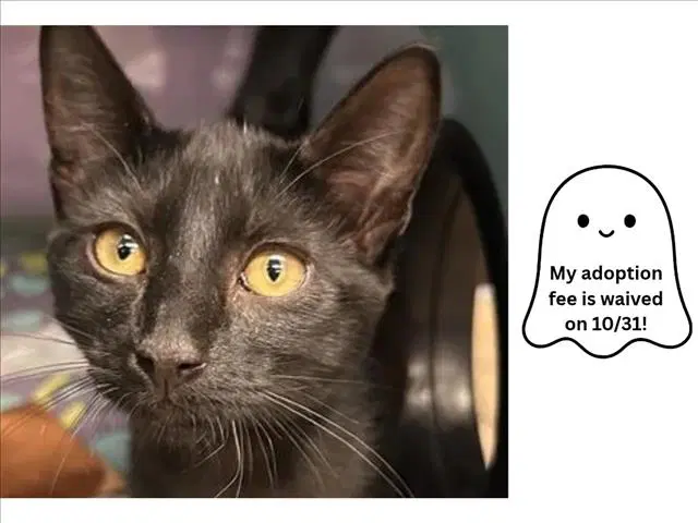 Magical - Domestic Short Hair