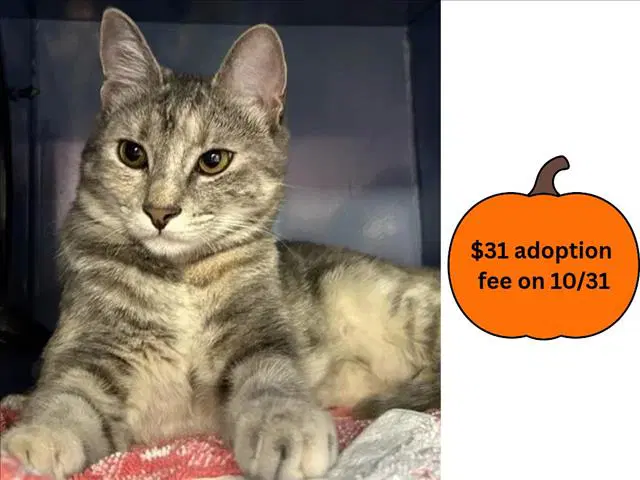 Harley - Domestic Short Hair