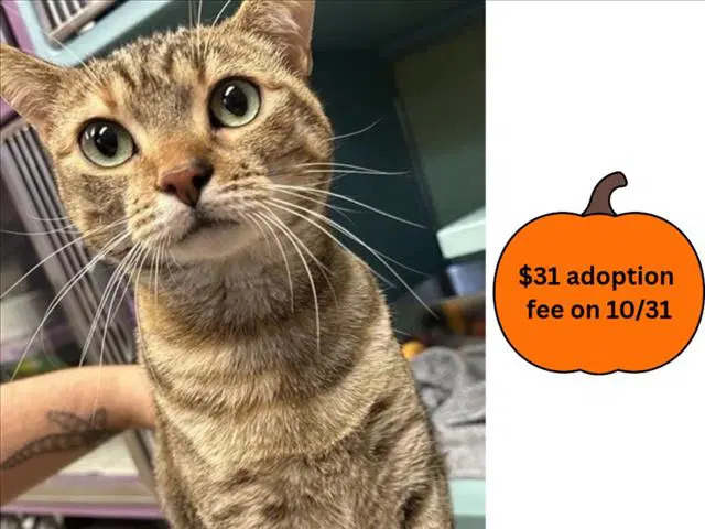 Rubee - Domestic Short Hair
