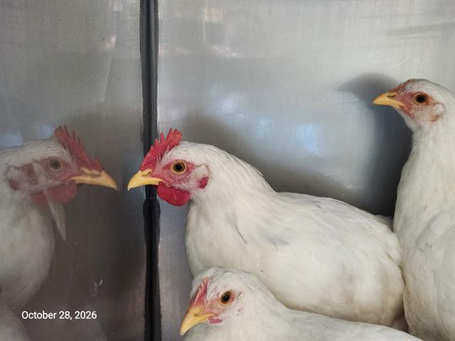 INDIGO*