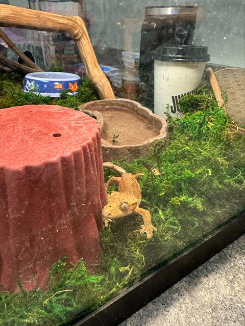 PEANUT