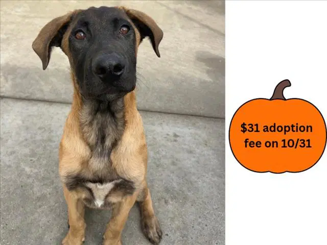 Hunter - Belgian Shepherd Malinois