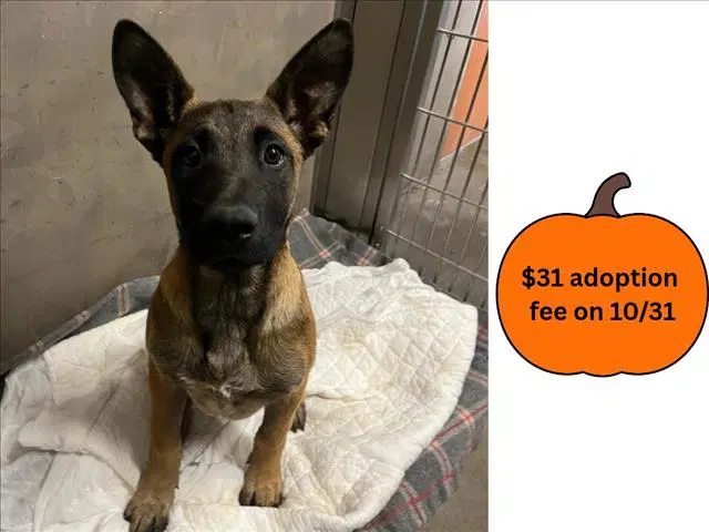 Aurelia - Malinois