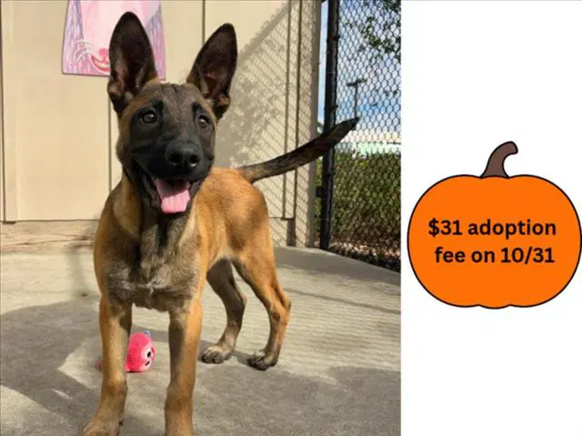 Aurelia - Malinois