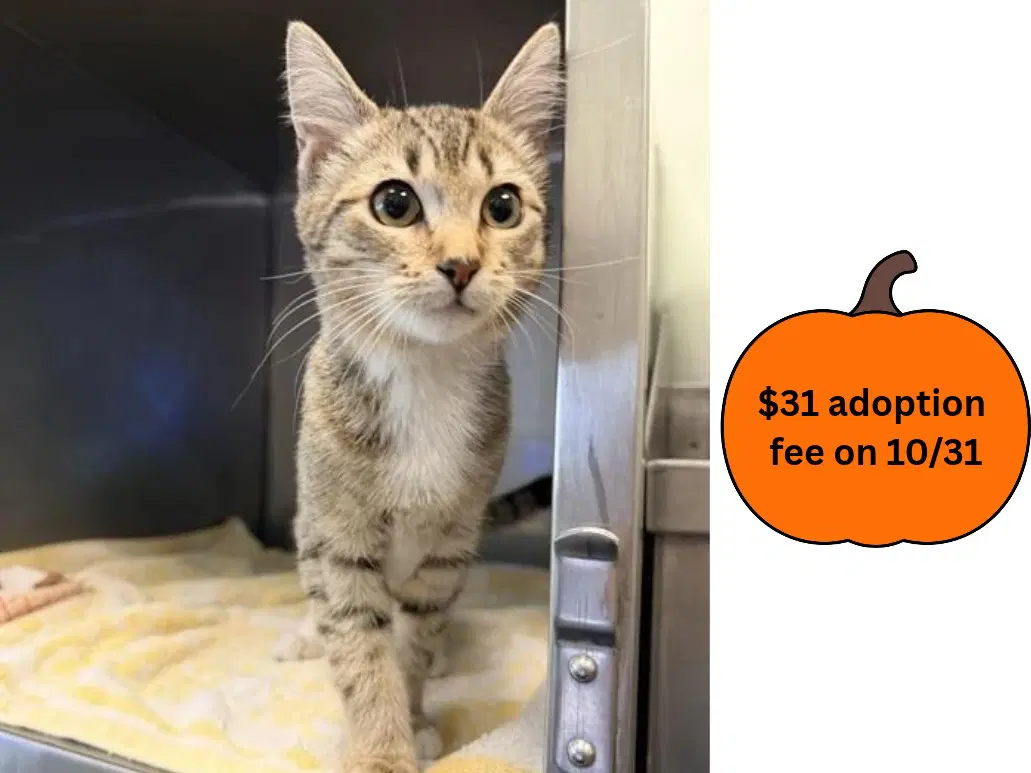 Beachcomber - Domestic Short Hair
