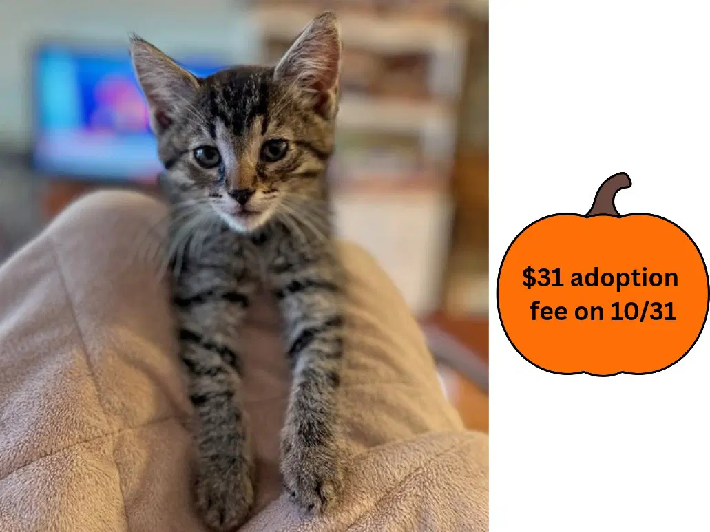 Leonard - Domestic Short Hair
