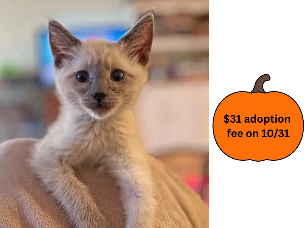 Sheldon - Siamese