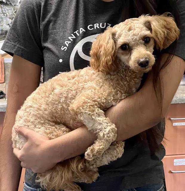 Bear - Poodle (Miniature)