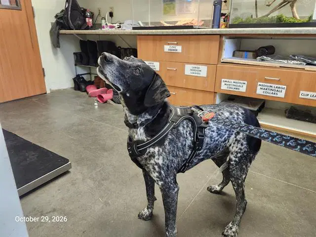 Evie - German Shorthaired Pointer