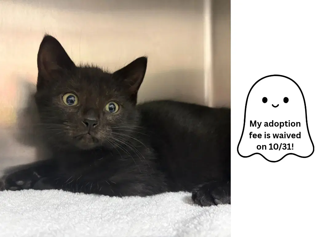 Willy - Domestic Short Hair