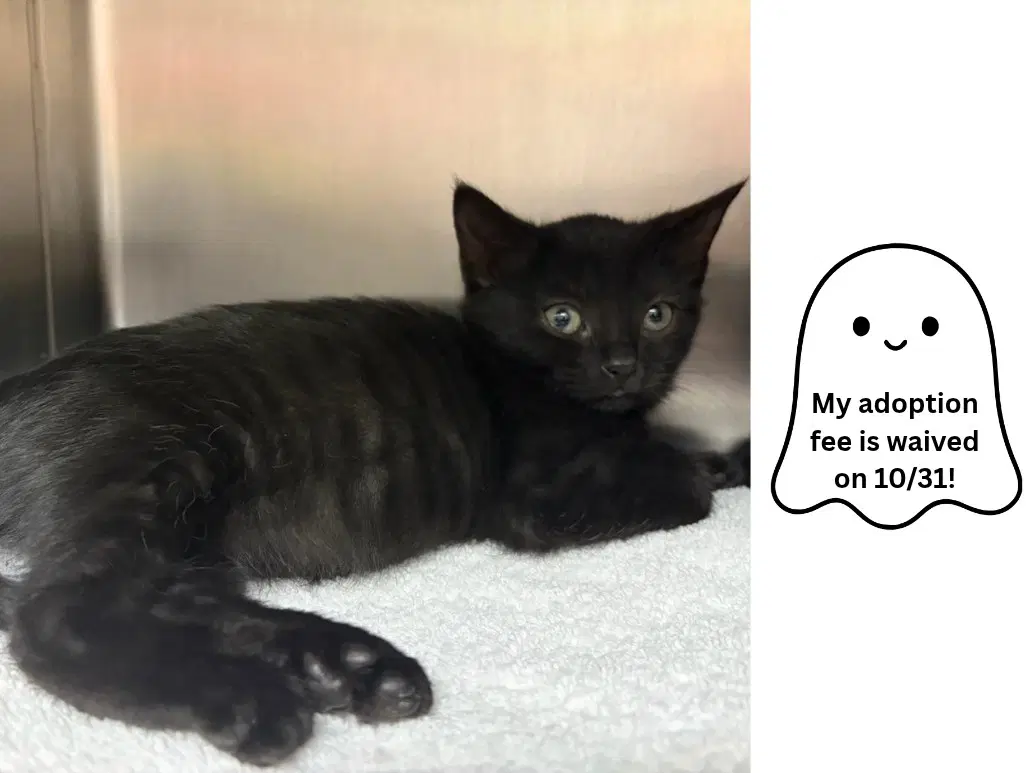 Jilly - Domestic Short Hair
