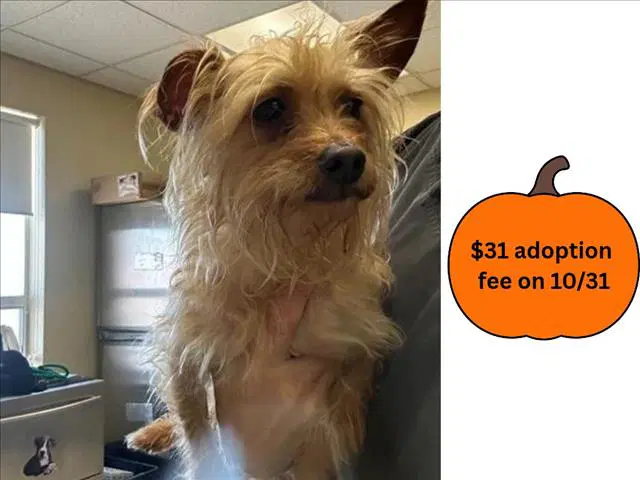 Lilo - Yorkshire Terrier Yorkie