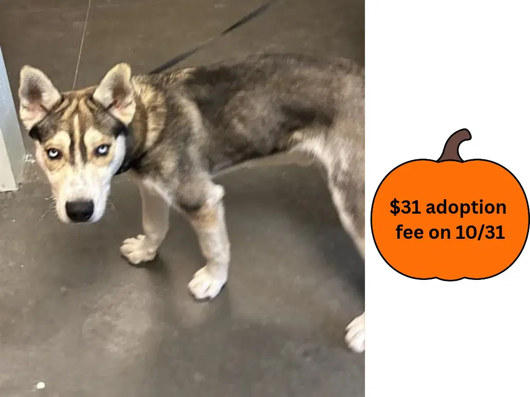 Lobo - Siberian Husky