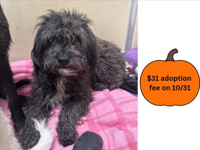 Starburst - Poodle (Miniature)