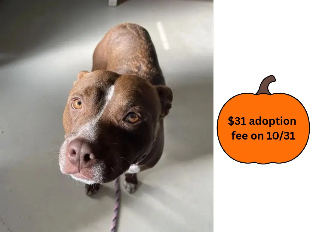 Maple - Pit Bull Terrier