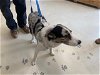 adoptable Dog in watsonville, CA named LAGUNA*