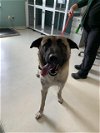 adoptable Dog in watsonville, CA named SWAYZE*