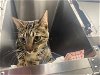 adoptable Cat in watsonville, CA named NALO