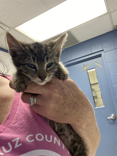 adoptable Cat in Watsonville, CA named HESTIA*