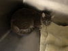 adoptable Cat in , CA named KESLIE*