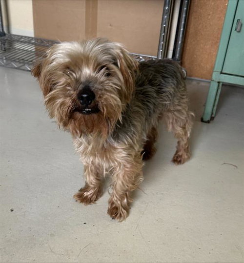 MR. BOZ, an adoptable Yorkshire Terrier Yorkie in Watsonville, CA