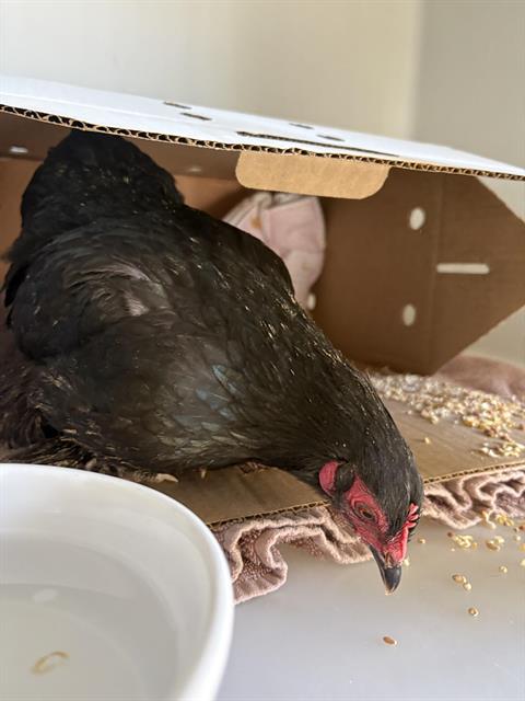 Josephine*, Chicken (medium coat)
