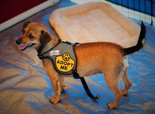 Adopt Me Dog Vest Adopt Me Dog Jacket for Foster Dogs 