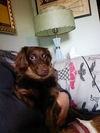 Gretchen