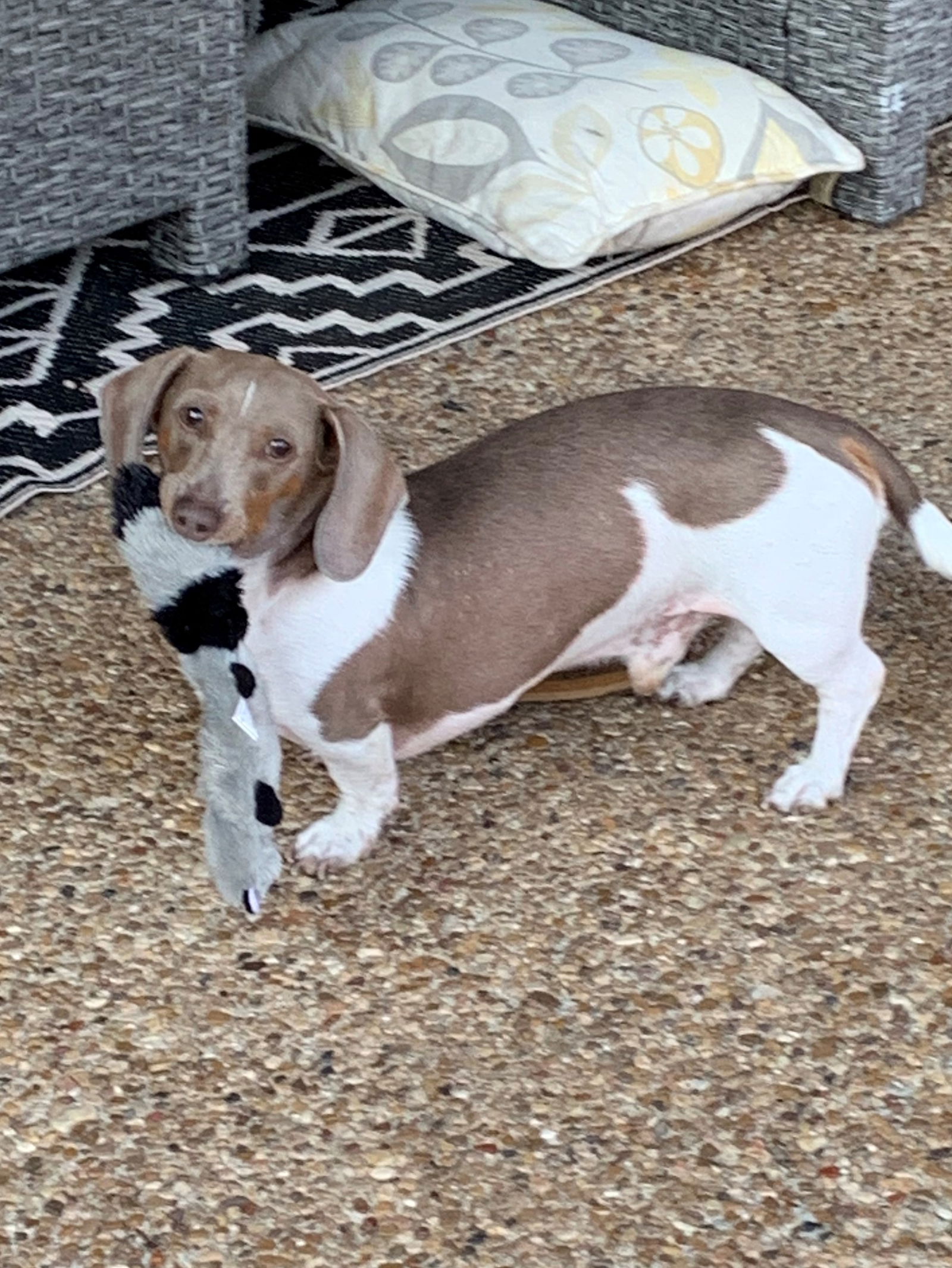 Piebald best sale dachshund rescue