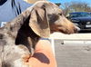 Dottie