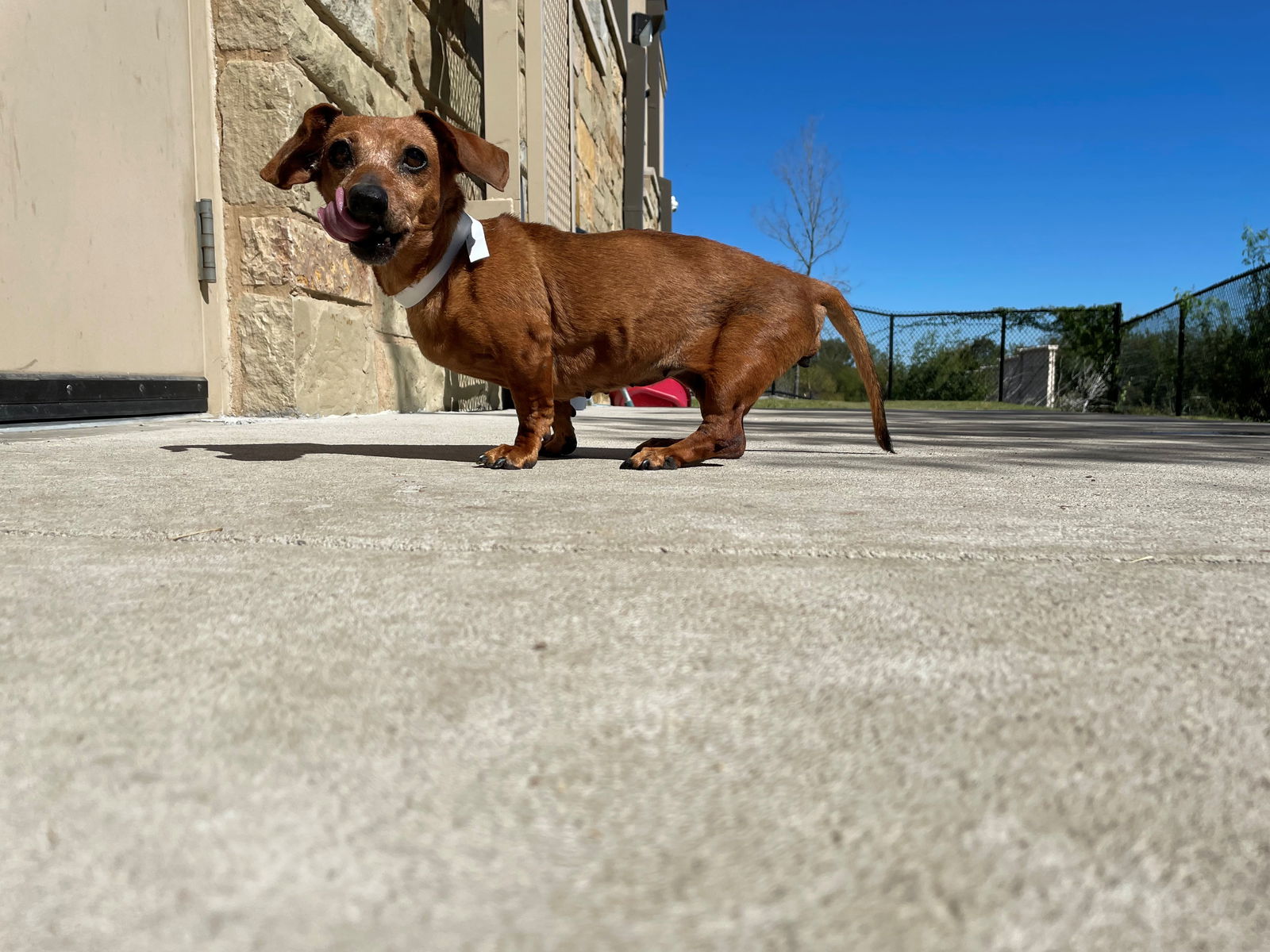 dog-for-adoption-coco-a-dachshund-in-the-woodlands-tx-alpha-paw