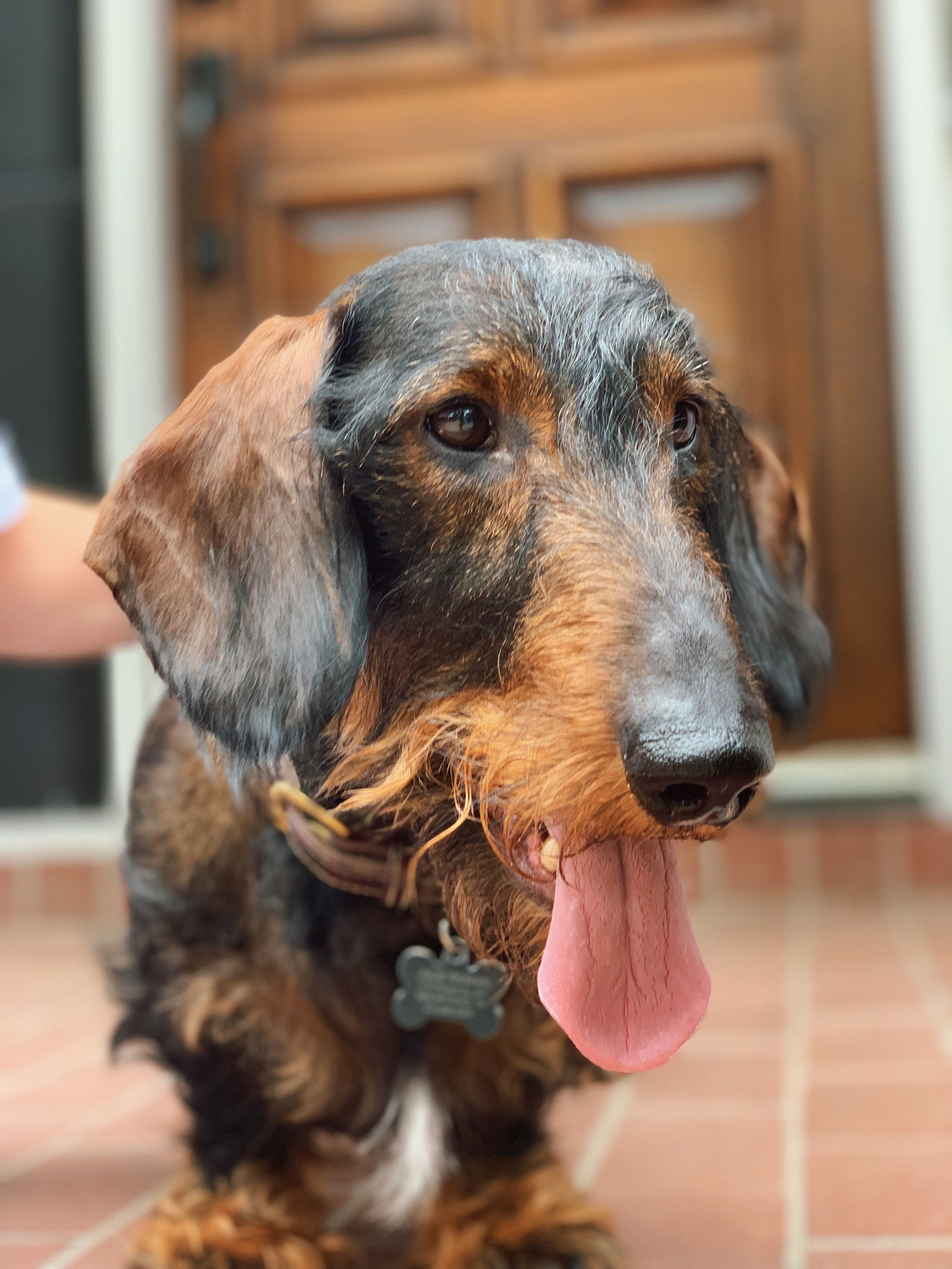 Dog for Adoption Sheldon a Dachshund in Coldspring TX Alpha Paw