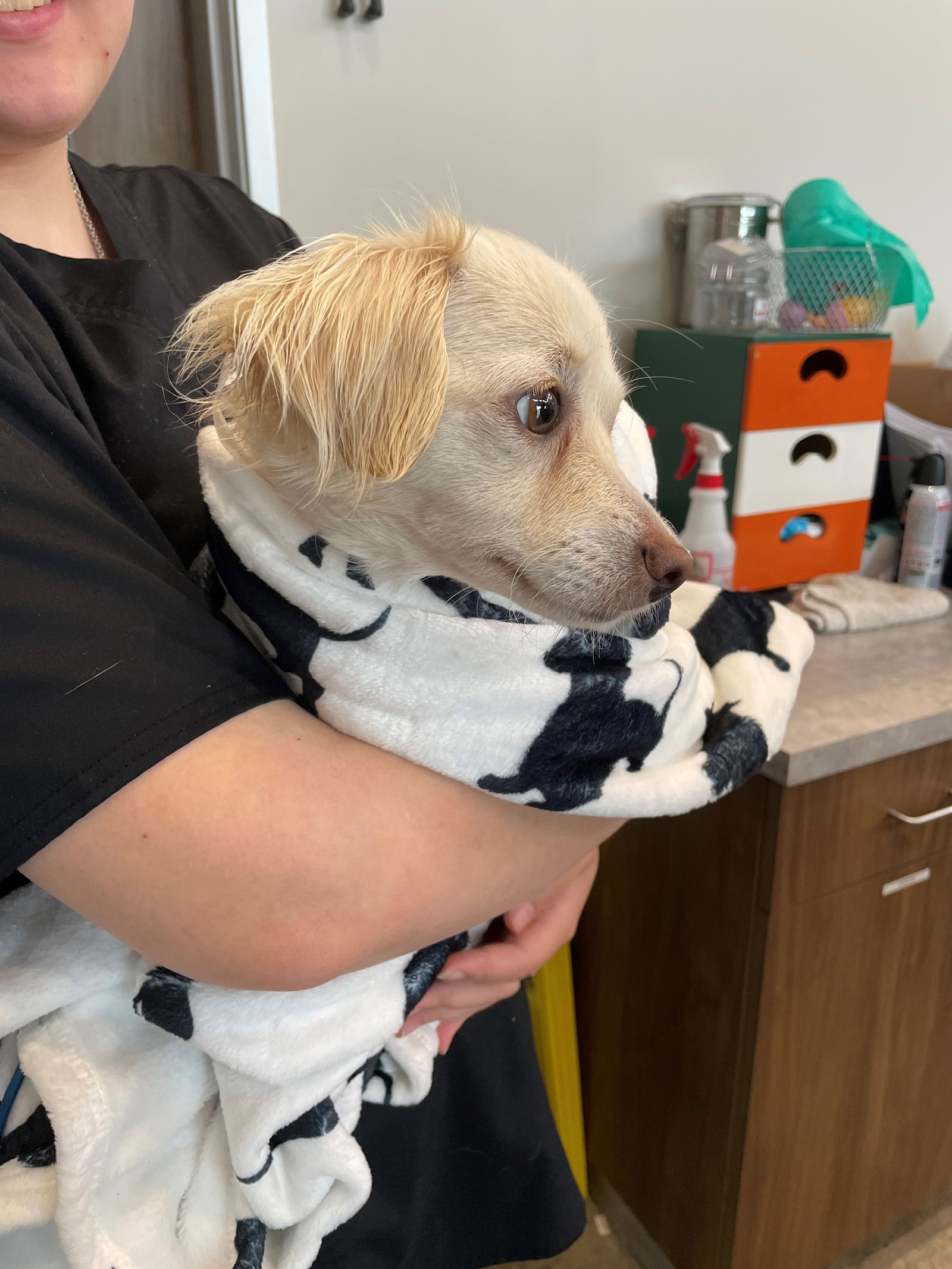 Dog for Adoption Duchess, a Dachshund in Cleveland, TX Alpha Paw