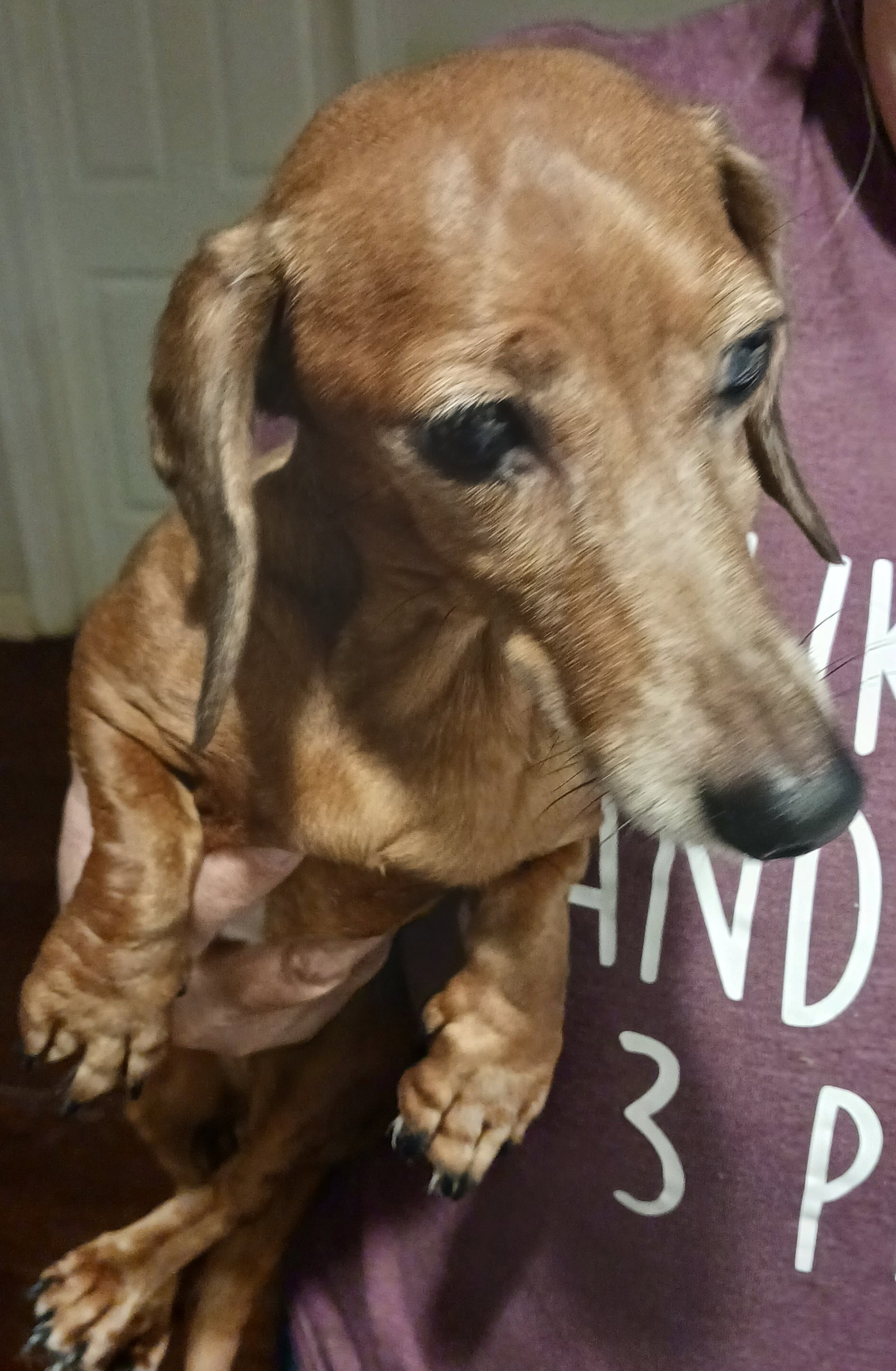 Dog for Adoption Honey, a Dachshund in Pearland, TX Alpha Paw