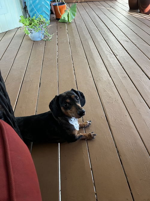 Milo