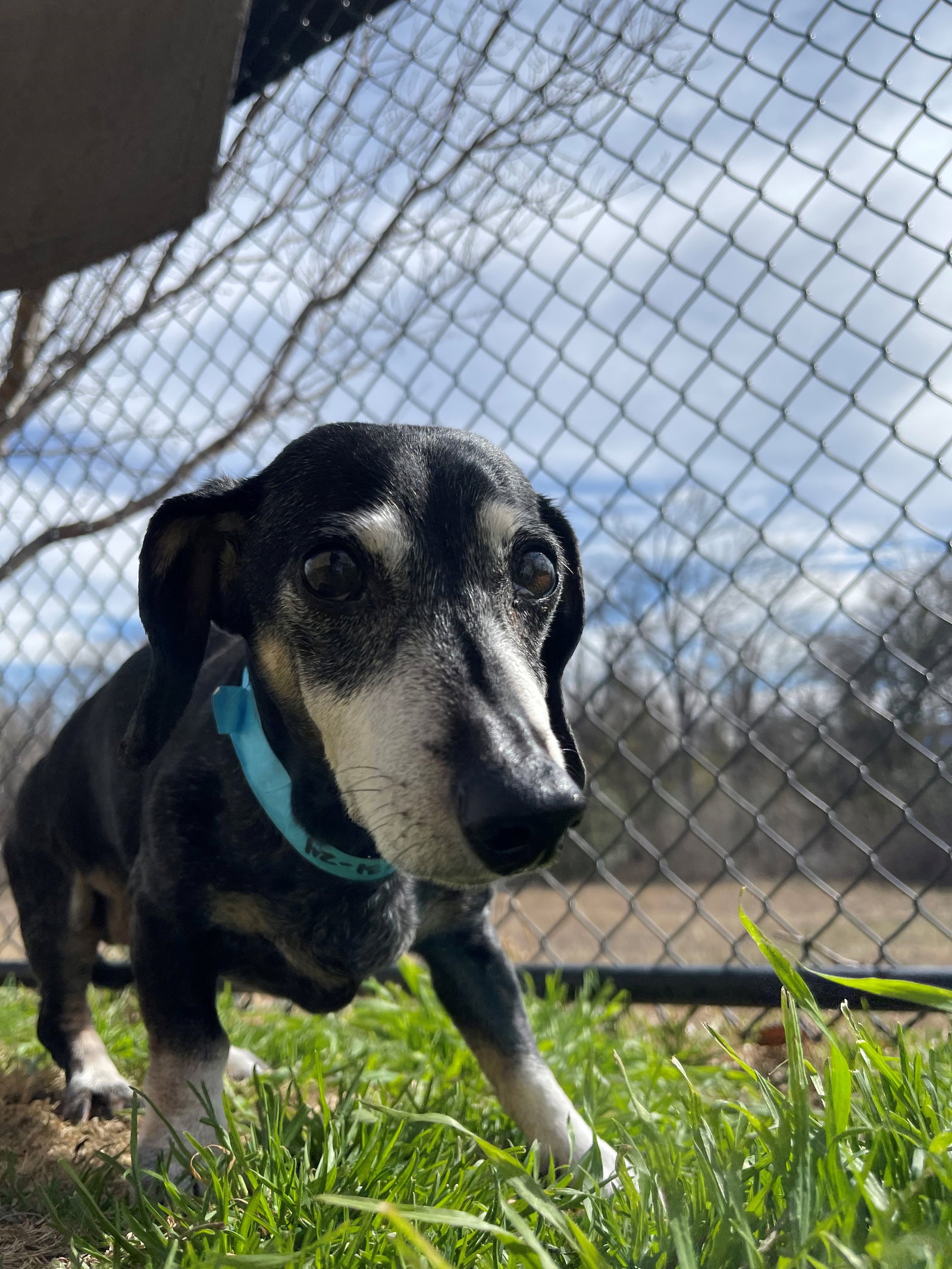 Dog for Adoption Milk Dud, a Dachshund in Mont Belvieu, TX Alpha Paw