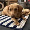 adoptable Dog in humble, TX named Munster