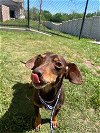 adoptable Dog in humble, TX named Cici