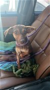 adoptable Dog in humble, TX named Taffeta