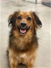 adoptable Dog in humble, TX named Juno