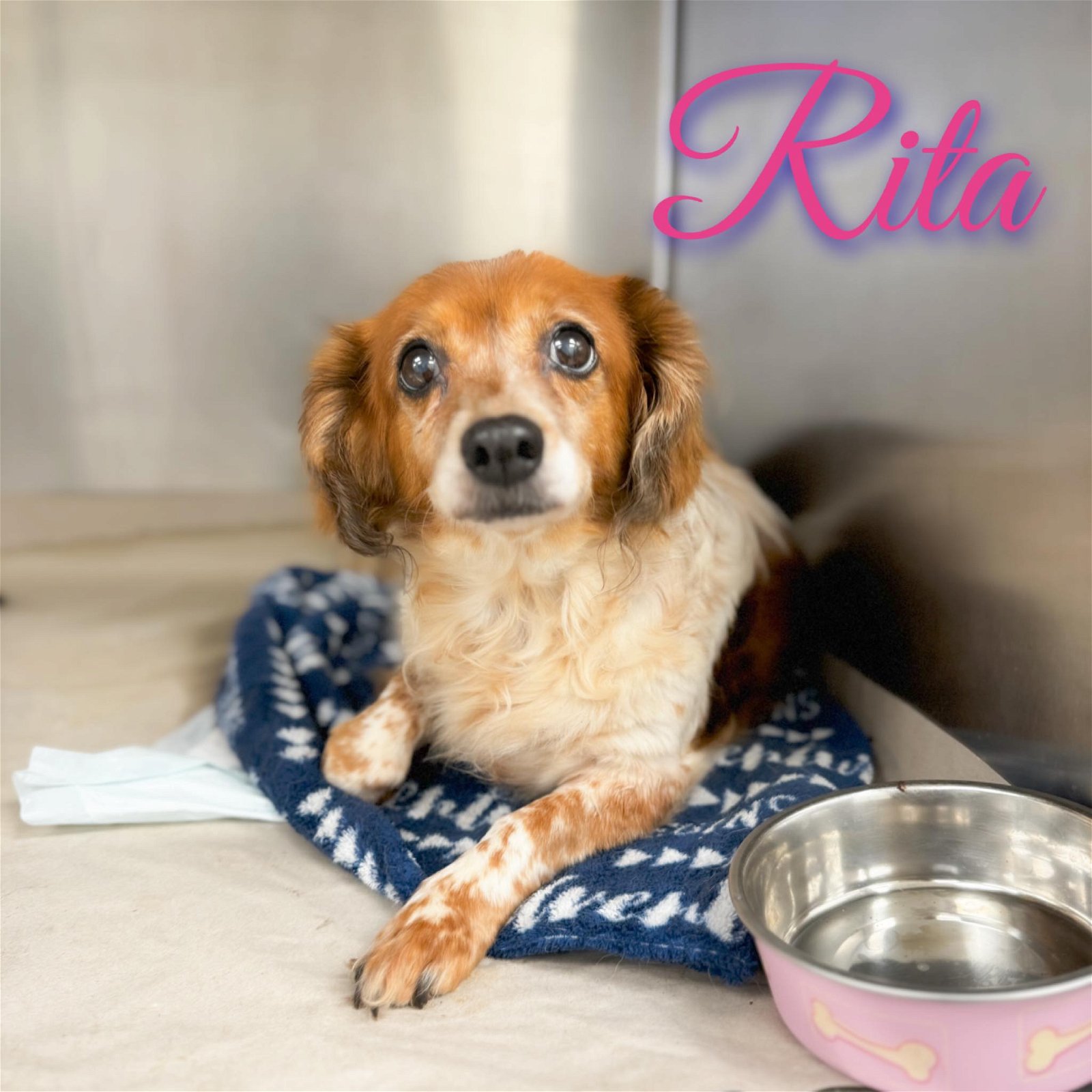 adoptable Dog in Humble, TX named Rita