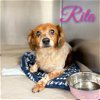 adoptable Dog in  named Rita