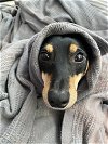 adoptable Dog in humble, tx, TX named Milo3