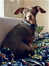 adoptable Dog in humble, TX named Gigi
