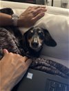 adoptable Dog in , TX named Milo Tobias