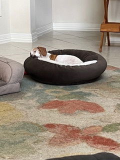 adoptable Dog in Humble, TX named Baxter