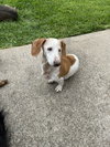 Baxter